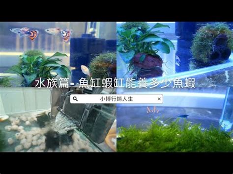 魚缸魚隻數量|魚缸魚數量精準計算